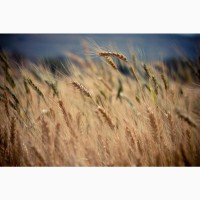 Семена озимой пшеницы Безостая 100