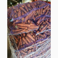 Морковь оптом со склада фермерского хозяйства