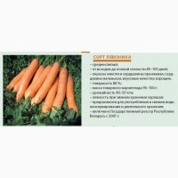 Семена моркови столовой, сорт Лявониха (белорусская селекция)