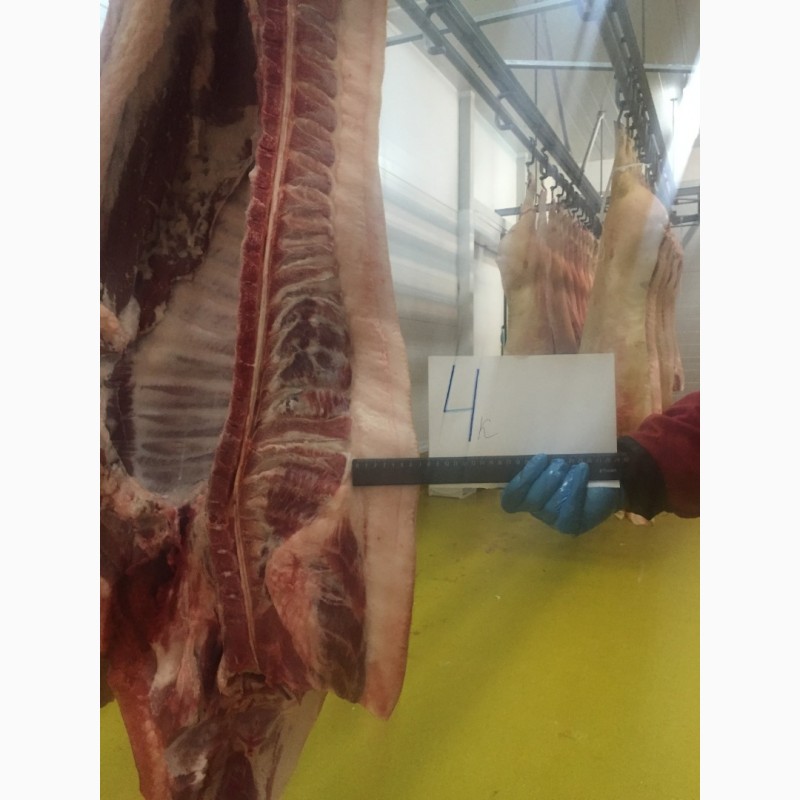 Фото 3. Мясо свинина в полутушах
